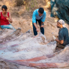 ФОТО - Крупный скелет динозавра нашли в Португалии