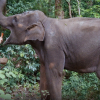 ФОТО - В провинции Юньнань работают специалисты, помогающие сохранению популяции диких слонов