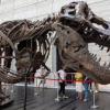 ФОТО - Чужие кости. Скелет тираннозавра, оцененный в $25 млн, сняли с аукциона