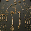Третье человечество. Открытие Homo naledi переворачивает всю историю нашей эволюции, - ученые