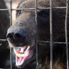 Өзбекстанда зоопарктын кызматкери аюунун кол салуусунан каза болду