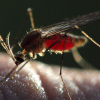 В Азии заявили о комарах-мутантах, сверхустойчивых к инсектицидам