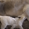ВИДЕО - Германиядагы фермада алты буттуу козу туулду
