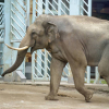 ВИДЕО - Слон отбился от вцепившегося в него крокодила и попал на видео