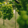 ВИДЕО - Как создать лучшие виноградники в Китае: Опыт научно-технических комиссаров в Наньпине