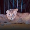 ВИДЕО - Караколдогу зоопарктын кызматкерлери таң калычтуу окуяга күбө болушту
