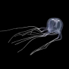 ВИДЕО - В Гонконге нашли сверхъядовитую медузу с 24 глазами