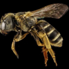 ФОТО - Пчелы признаны самыми важными существами на Земле