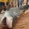 ВИДЕО - Акула-людоед. В Египте из пойманной рыбы решили сделать чучело для музея