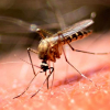 В США впервые за 20 лет выявили случаи заболевания малярией