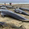 СҮРӨТ - Шотландиянын жээгинде 50дөн ашуун кит өлдү