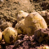 В Самарканде начали выращивать гигантский картофель весом 2,2 килограмма