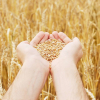 Фонд госматрезервов закупит у крестьян 40 тысяч тонн пшеницы