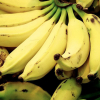 ФОТО - Бананы начнут выращивать в Казахстане