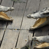 Кытайда 70тен ашык крокодил боштондукка чыгып кеткен