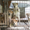 В Южной Корее хотят запретить есть собак
