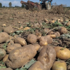 2023-жылы Кыргызстан 42,2 миң тонна картошка экспорттогон