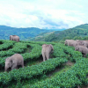 Юньнань пилдеринин саякаты – Кытайдын жапайы табиятты коргоо жана экологиялык курулуштагы ийгиликтеринин жаркын мисалы!