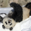 Выпавший снег порадовал большую панду зоопарка города Сиань и его посетителей