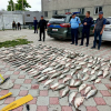 Соң-Көлдөн мыйзамсыз балык уулагандар кармалды