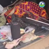 Жайыл районунда мыйзамсыз аңчылык факты аныкталды