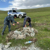 Соң-Көлдө мыйзамсыз балык уулоочу тор табылды