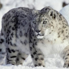 Страны Центральной Азии усилят сотрудничество по сохранению снежного барса
