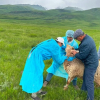 Суусамыр өрөөнүндө козулардын өлүмү: «ак булчуң» оорусу аныкталды