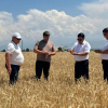 Ысык-Ата районунда кылкандуу дан эгиндерин жыйноо иштери башталды