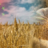 Китай готов содействовать двусторонней торговле сельскохозяйственной продукцией с США