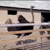 Төө куштарды талаптагыдай бакпагандарга айып пул салынды