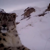 Нарын коругундагы фото тузакка ак илбирс жакын аралыктан түшүп калды
