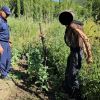 Токтогул районунда 54 түп апийим өстүргөн жаран кармалды