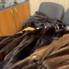 В аэропорту Оша пресечён незаконный ввоз изделий из меха норки