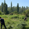Жалал-Абадда жапайы кара куурай өсүмдүктөрү жок кылынды»