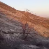 ВИДЕО - Кегетидеги өрттөн 172 кой өлдү