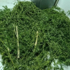 Кызыл-Кыяда короосуна кара куурай өстүргөн жаран кармалды