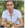 Картошкага чектөө киргизилмекчи, бирок импорттук коддор боюнча суроолор жаралууда