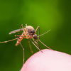 Кооптуу коңгуроо! Францияда чиркей аркылуу жуккан вирус адам өмүрүн алды
