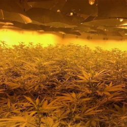 В британском бомбоубежище нашли плантацию конопли