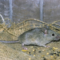 Рейс British Airways задержали из-за мыши в самолете