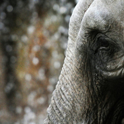 ФОТО - В Японии слон до смерти забил хоботом сотрудника зоопарка