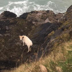 ФОТО - В Британии спасли упавшую с утеса и уплывшую беременную корову