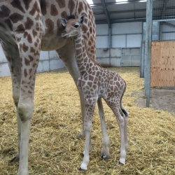 В британском зоопарке родился детеныш редкого вида жирафов