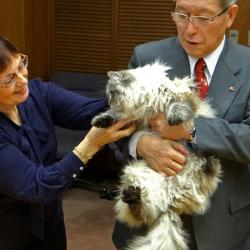 Японский губернатор рассказал об отношениях с подаренным Путиным котом