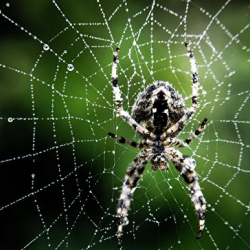 У жительницы Британии в ухе поселился паук