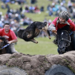 9-майда “Ак Кулада” көк бөрү болот