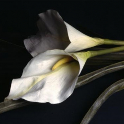 Бөкөнбай Боркеев каза болду