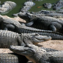 Крокодилы заживо съели священника, показывающего чудеса Иисуса