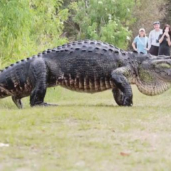 5 метрлик крокодил